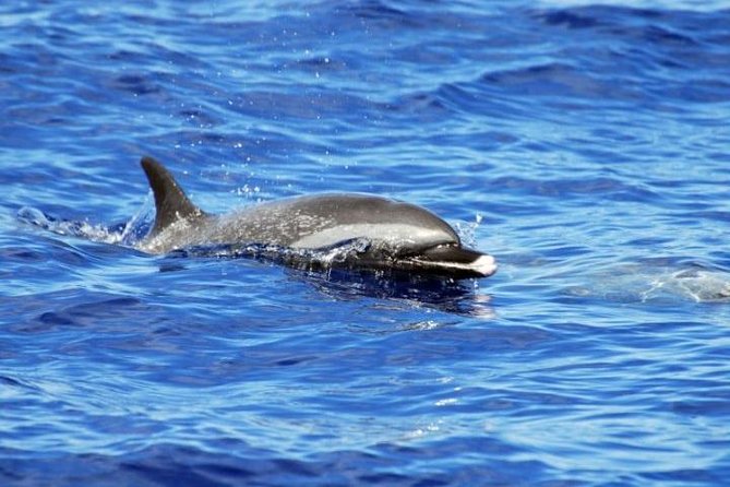 Wild Dolphin Watching and Snorkel Safari Off West Coast of Oahu - Winter whale watching from January through March