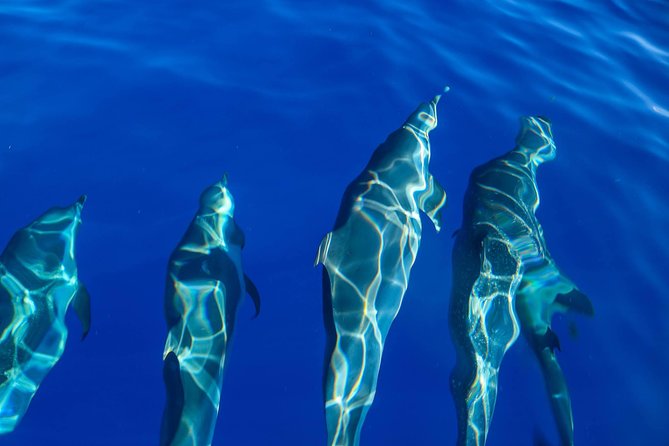 Wild Dolphin Watching and Snorkel Safari Off West Coast of Oahu - Snorkeling with turtles, fish, and reef life