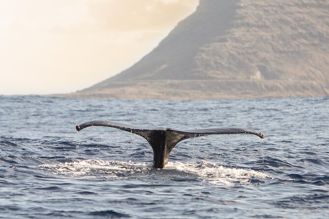 Wild Dolphin Watching and Snorkel Safari Off West Coast of Oahu - Lunch, drinks, and the useful extras