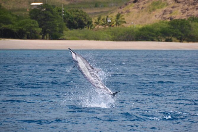 Wild Dolphin Watching and Snorkel Safari Off West Coast of Oahu - Who gets the best value from the $193.88 price