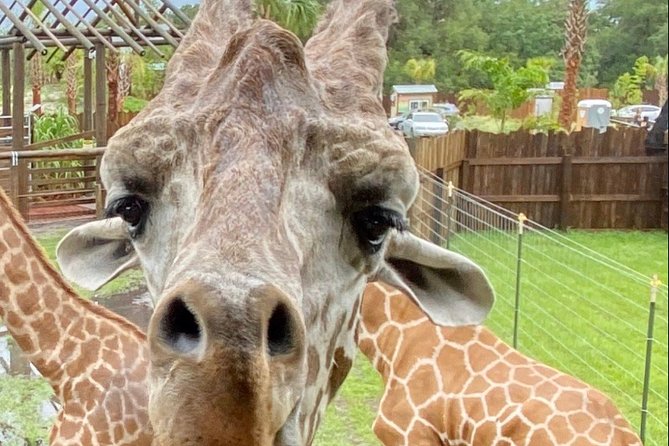 Wild Florida Drive-Thru Safari and Gator Park Admission - Watching Zebras, Bison, and Deer from Your Car