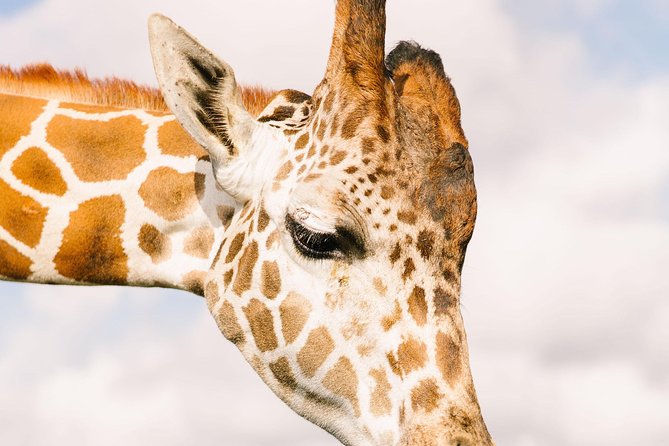 Wild Florida Drive-Thru Safari and Gator Park Admission - How Long to Allow at Wild Florida