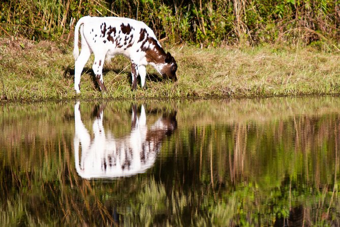 Wild Florida Drive-Thru Safari and Gator Park Admission - Is the $35 Price Good Value?
