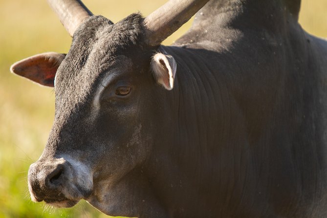 Wild Florida Drive-Thru Safari and Gator Park Admission - Who Will Enjoy This Most?
