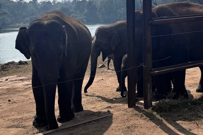 Wild Life Jeep Safari Tour at Bannerghatta with Private Transfer - Key points at a glance