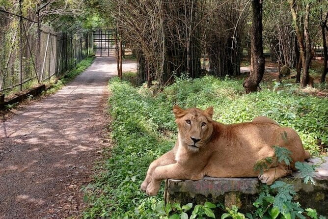 Wild Life Jeep Safari Tour at Bannerghatta with Private Transfer - Leaving Bangalore for Bannerghatta