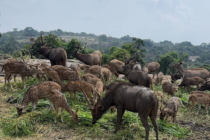 Wild Life Jeep Safari Tour at Bannerghatta with Private Transfer - Elephants in the water and the value of timing