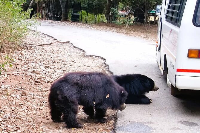 Wild Life Jeep Safari Tour at Bannerghatta with Private Transfer - What the private tour changes