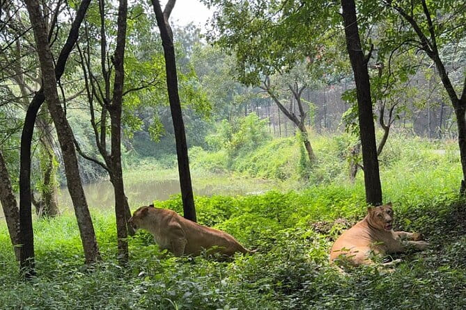 Wild Life Jeep Safari Tour at Bannerghatta with Private Transfer - Is $73.04 per person a fair price?
