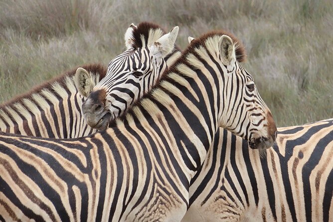 Wildlife Safari, Olive, Beer/Wine Tasting Day Tour from Cape Town - Buffelsfontein: a close-to-Cape-Town safari