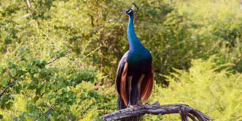 Wilpattu National Park Safari Tour from Colombo - Why Wilpattu Makes This a Serious Day Trip