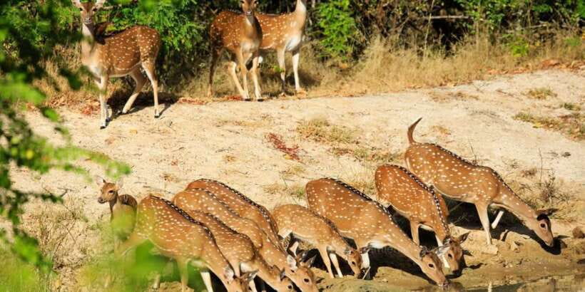 Wilpattu National Park Safari Tour from Colombo - The Colombo Pickup and the Long Road North