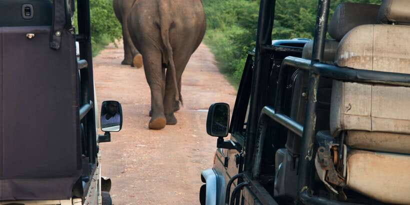 Wilpattu National Park Safari Tour from Colombo - Leopard Watching Without False Promises