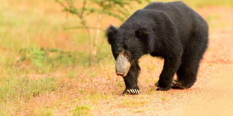 Wilpattu National Park Safari Tour from Colombo - The Ride Back to Colombo