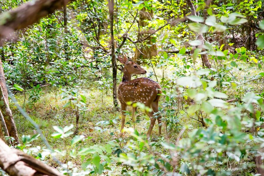 Wilpattu National Park Safari Tour from Colombo - Comfort, Clothing, and Practical Limits
