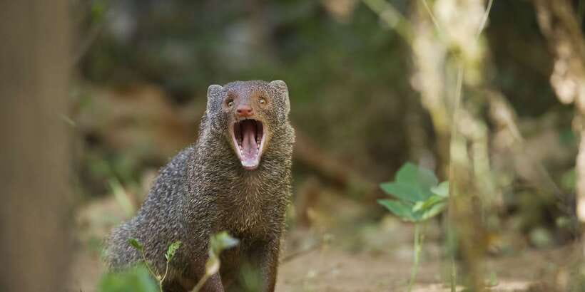 Wilpattu National Park Safari Tour from Colombo - Who Should Book This Wilpattu Safari