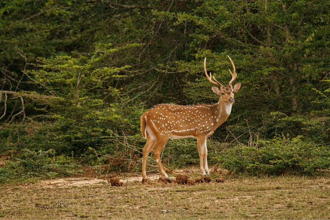 Yala 4h Jeep Safari: Guided Wildlife Experience (All Inclusive) - What the private setup is really worth
