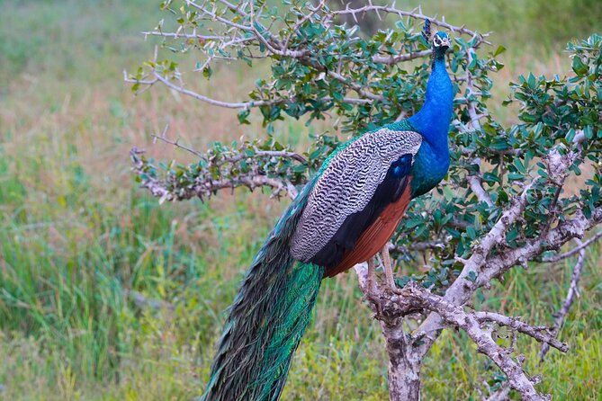 Yala 4h Jeep Safari: Guided Wildlife Experience (All Inclusive) - Who will enjoy this Yala day trip
