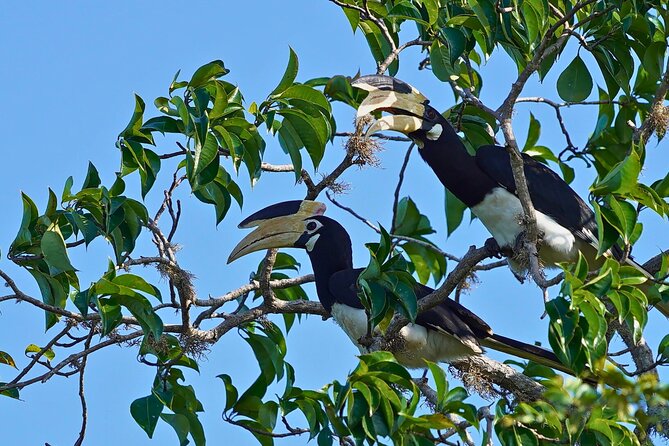 Yala 4h Jeep Safari: Guided Wildlife Experience (All Inclusive) - Should you book the Yala safari from Bentota?