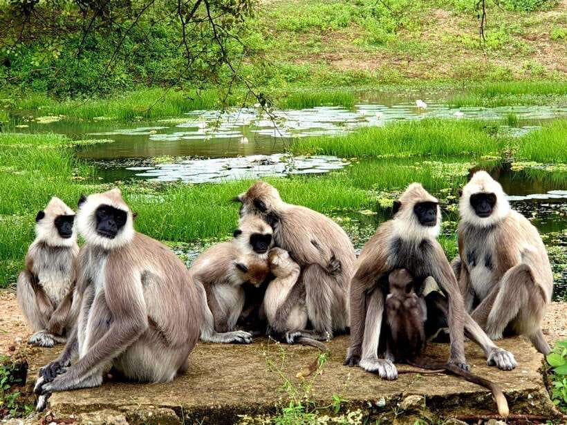 Yala National Park: 7 hour & 12 hour Leopard Safari Tours - Key points at a glance