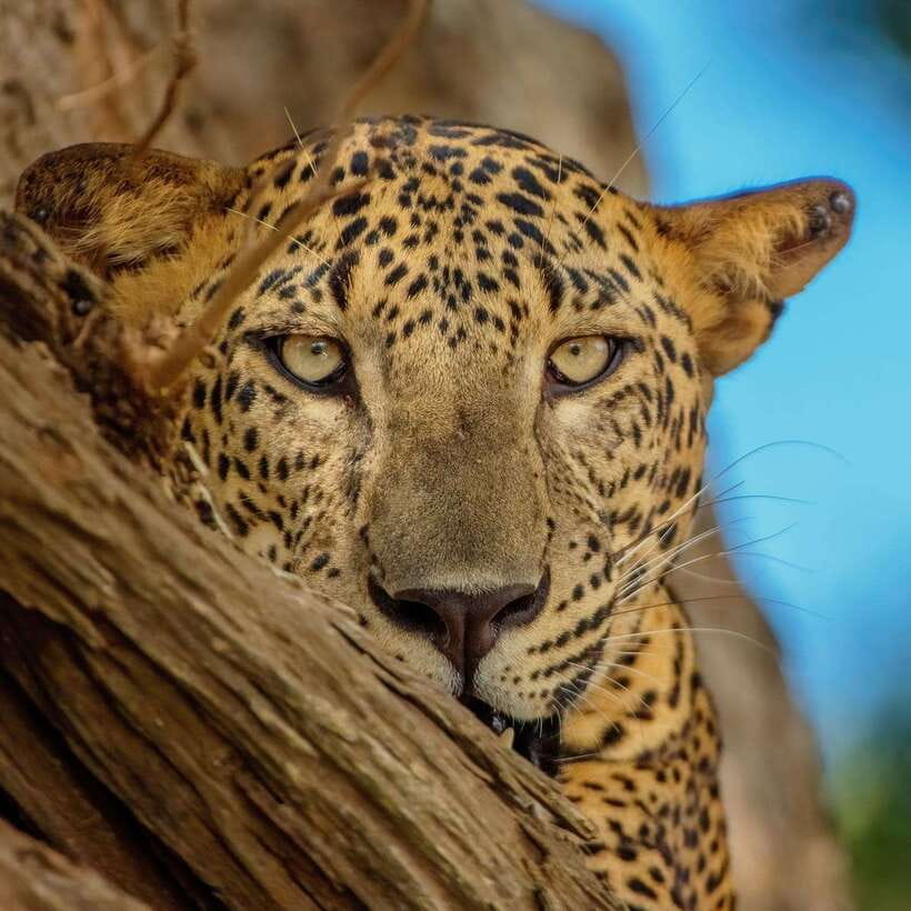 Yala National Park: 7 hour & 12 hour Leopard Safari Tours - The 4x4 ride and what six passengers means