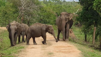Yala National Park: 7 hour & 12 hour Leopard Safari Tours