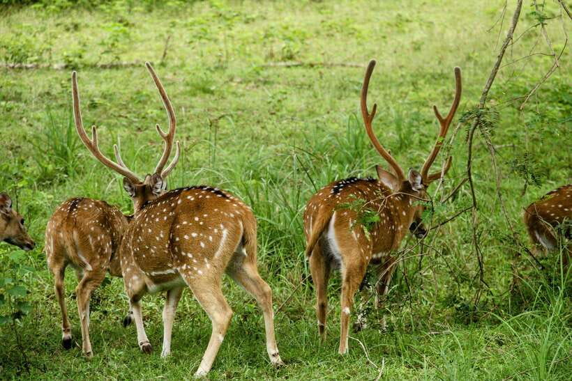 Yala National Park: 7 hour & 12 hour Leopard Safari Tours - Seven hours or 12 hours in the park?
