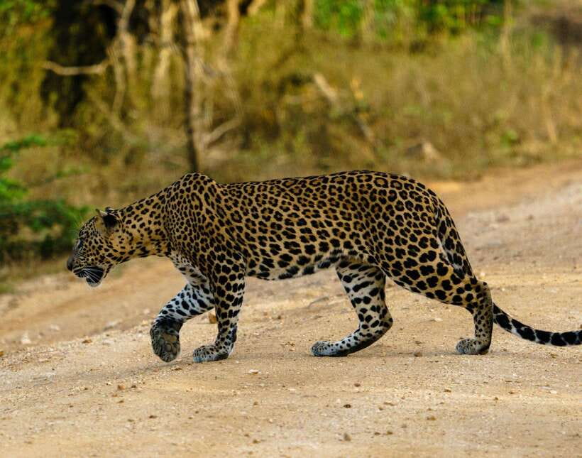 Yala National Park: 7 hour & 12 hour Leopard Safari Tours - The animals you may see beyond the leopard