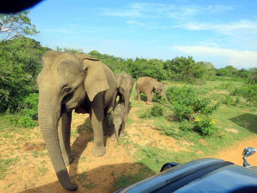 Yala National Park: 7 hour & 12 hour Leopard Safari Tours - Breakfast, lunch, water, and the practical food setup