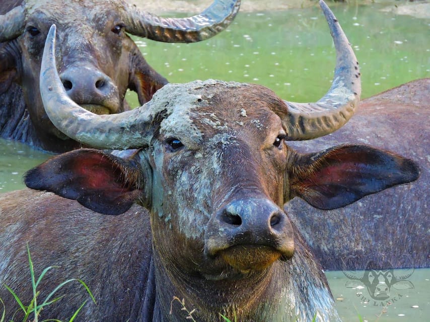 Yala National Park: 7 hour & 12 hour Leopard Safari Tours - Photography, binoculars, and seeing the animals