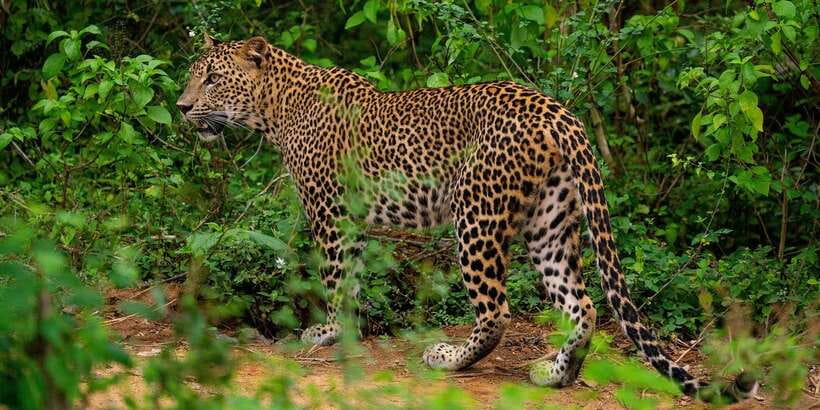 Yala National Park : Full Day Safari(04:30-18:00) - Before dawn in Tissamaharama and the Yala region