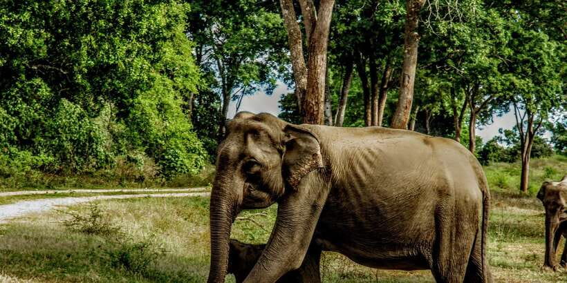 Yala National Park : Full Day Safari(04:30-18:00) - Should you book it?