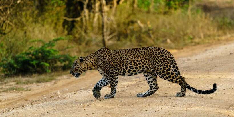 Yala National Park : Full Day Safari(04:30-18:00) - Entering Yala National Park for a full day