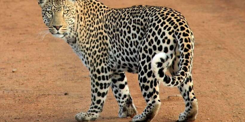 Yala National Park : Full Day Safari(04:30-18:00) - Binoculars and photography