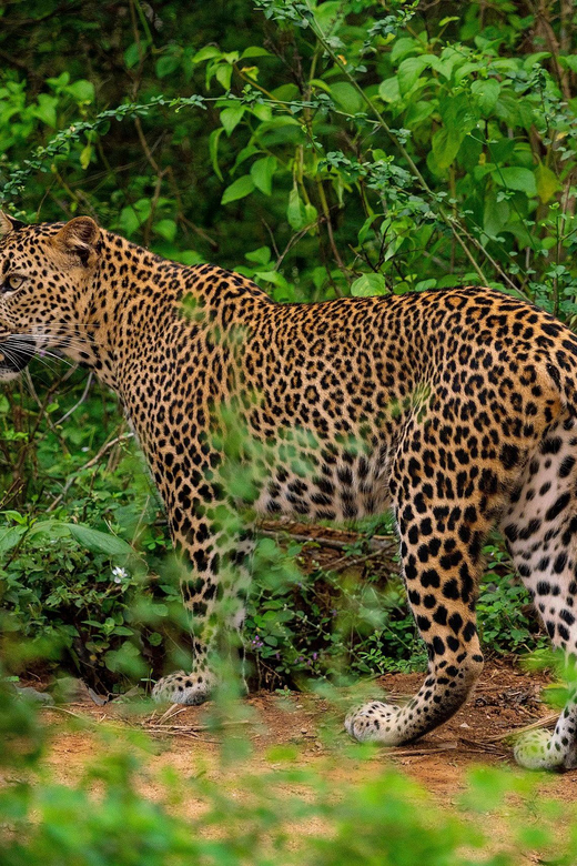 Yala National Park : Full Day Safari(04:30-18:00) - How much the $48 price really buys you