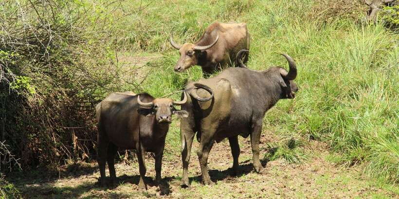 Yala National Park : Full Day Safari(04:30-18:00) - Who will enjoy this Yala safari most