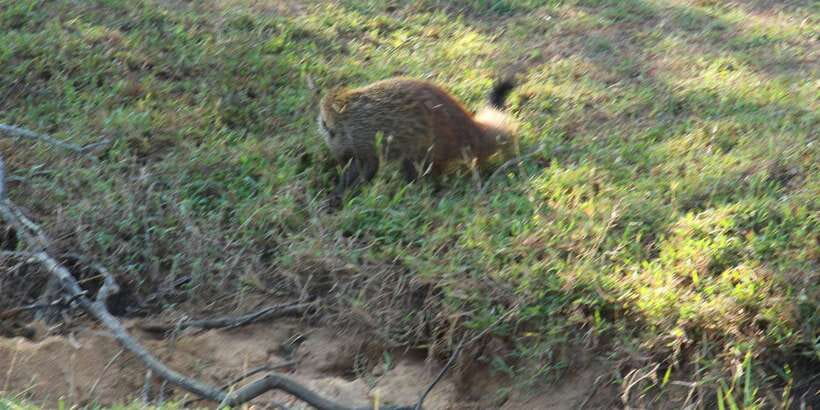Yala National Park : Full Day Safari(04:30-18:00) - Booking, cancellation, and practical details