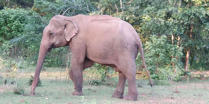 Yala National Park : Full Day Safari(04:30-18:00) - What the safari jeep is really like