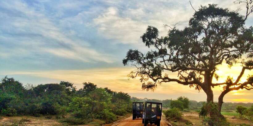 Yala National Park: Half, 7-Hour, or Full-Day Safari & Meals - Picking the right safari length
