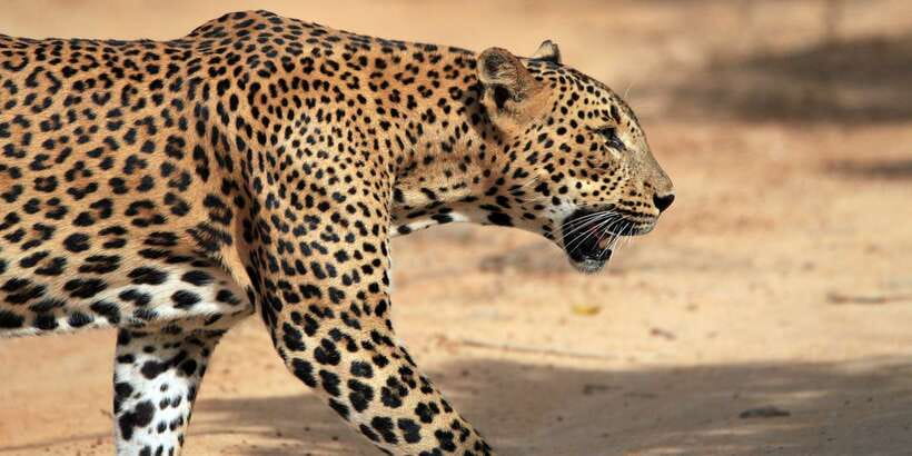 Yala National Park: Half, 7-Hour, or Full-Day Safari & Meals - What happens inside Yala National Park