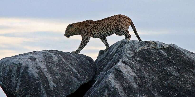 Yala National Park: Half, 7-Hour, or Full-Day Safari & Meals - Sunrise, golden light, and better photographs
