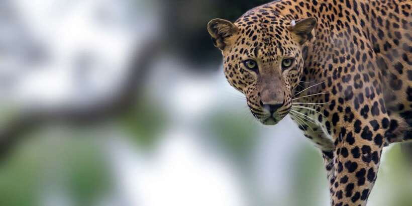 Yala National Park: Half, 7-Hour, or Full-Day Safari & Meals - The Palatupana break and included meals