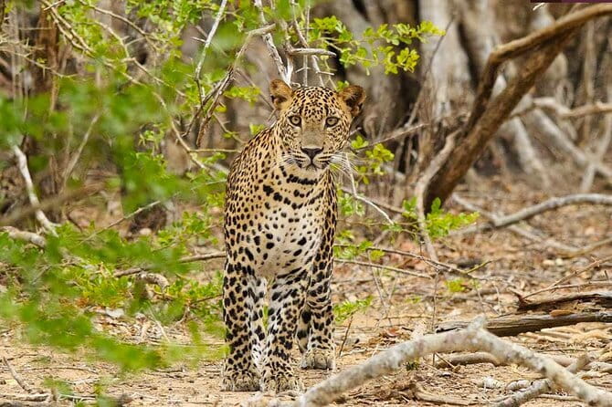 Yala National Park Private Jeep Safari From Colombo & Negombo - Why Yala requires a full day from Colombo