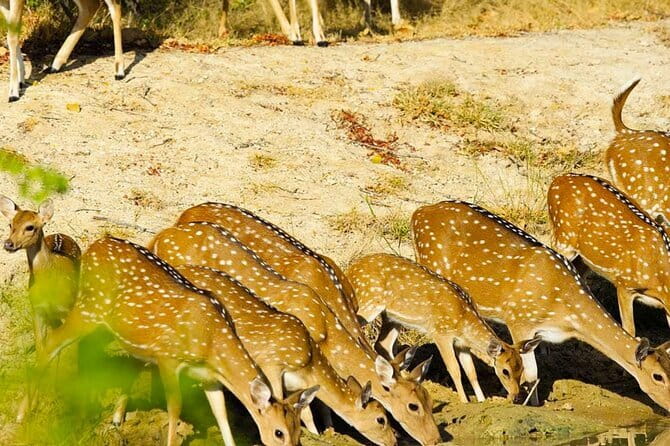 Yala National Park Private Jeep Safari From Colombo & Negombo - Tissamaharama is the practical handoff point
