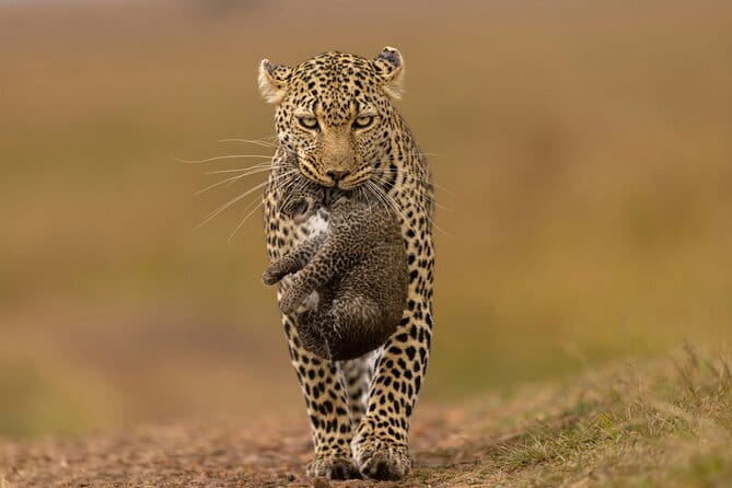 Yala National Park Safari |From Hambantota Port (Shore Excursion) - Key points at a glance