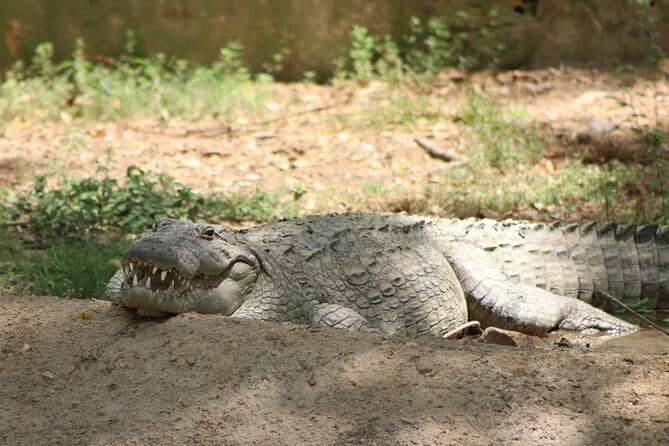 Yala National Park Safari |From Hambantota Port (Shore Excursion) - A practical Yala safari from Hambantota