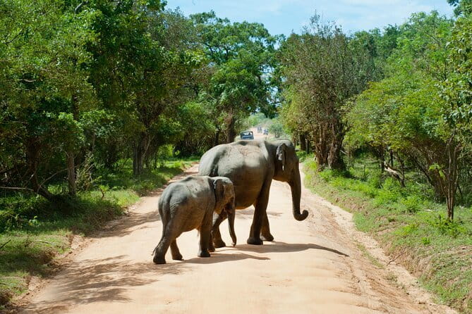 Yala National Park Safari |From Hambantota Port (Shore Excursion) - Entering Yala National Park