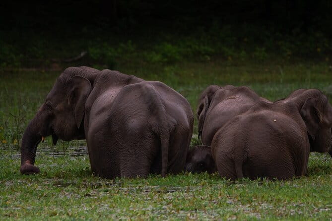 Yala National Park Safari |From Hambantota Port (Shore Excursion) - Four hours of wildlife watching