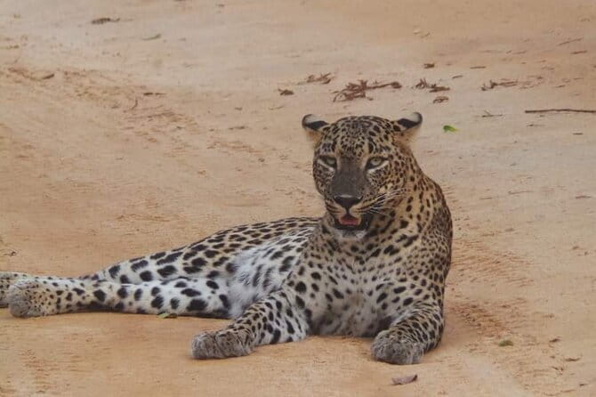 Yala National Park Safari Tour From Hambantota port - The animals you have a fair chance of seeing