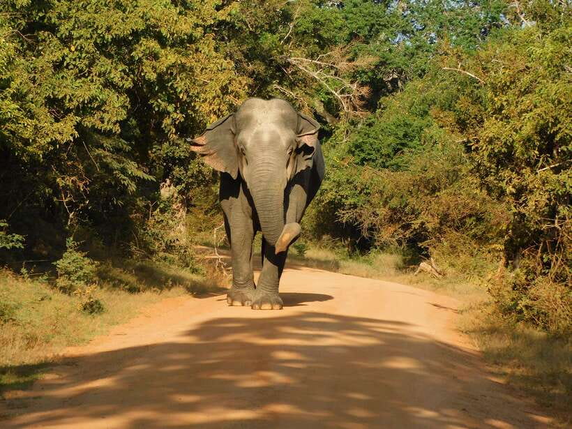 Yala National Park Safari Tours : Half Day & Full Day - Why Yala is worth giving a full day